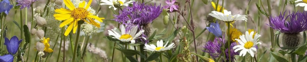Banner profilu