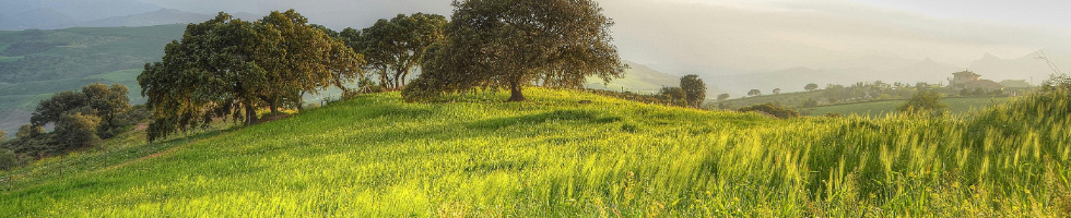 Banner profilu