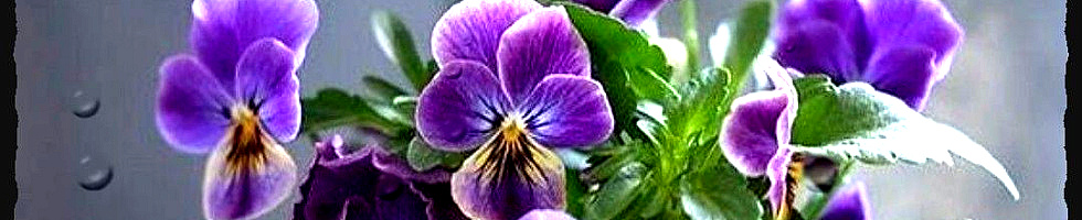 Banner profilu
