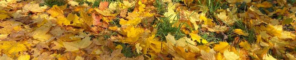 Banner profilu