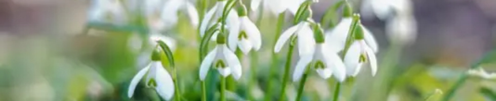 Banner profilu