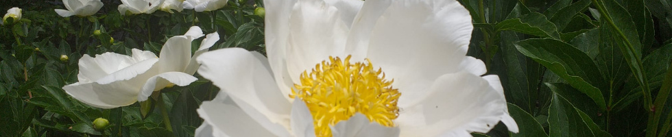 Banner profilu