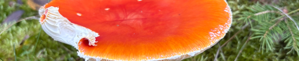 Banner profilu