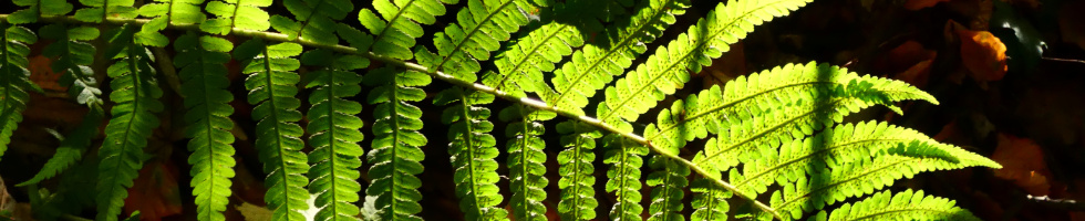 Banner profilu
