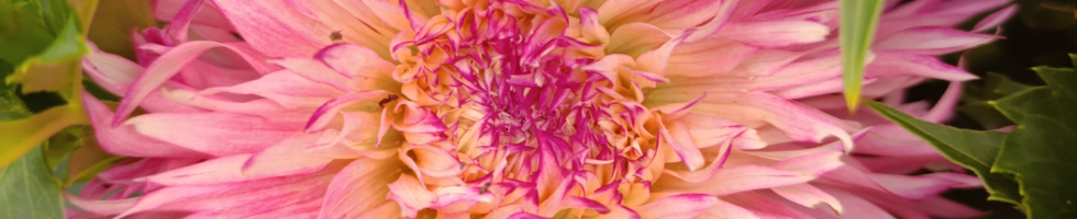 Banner profilu