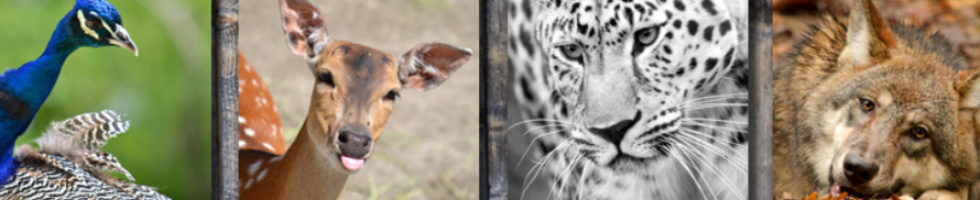 Banner profilu