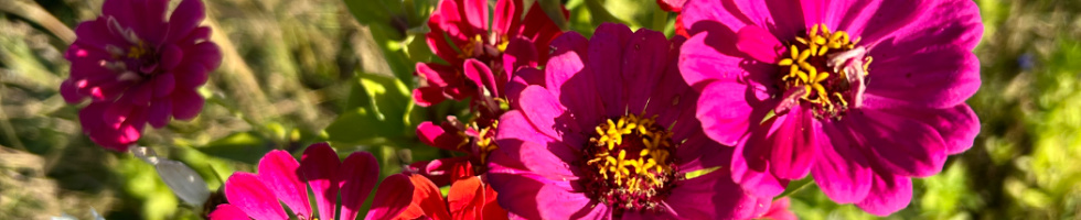 Banner profilu