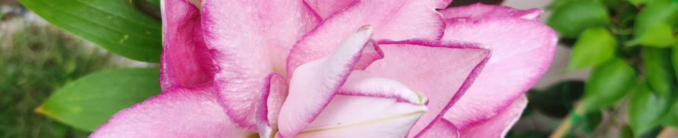 Banner profilu