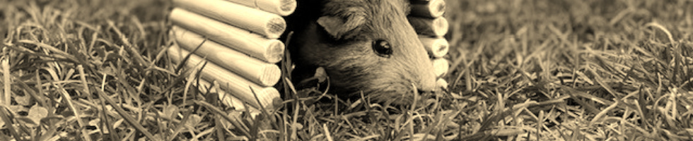 Banner profilu