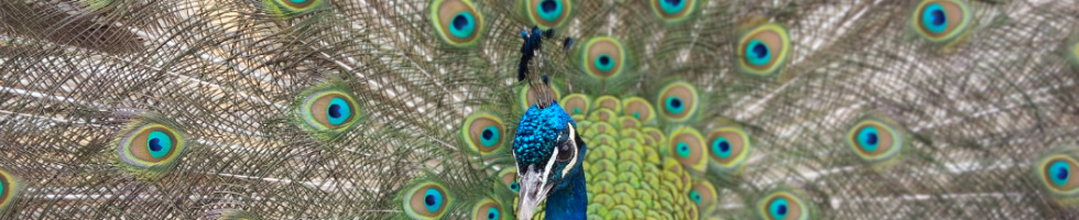 Banner profilu