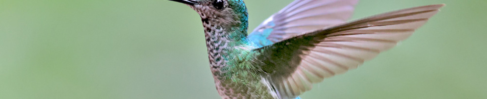Banner profilu