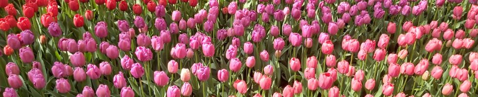 Banner profilu