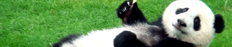 Banner profilu
