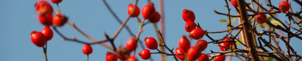 Banner profilu