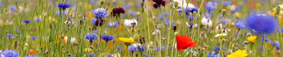 Banner profilu