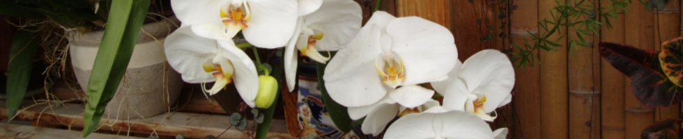 Banner profilu