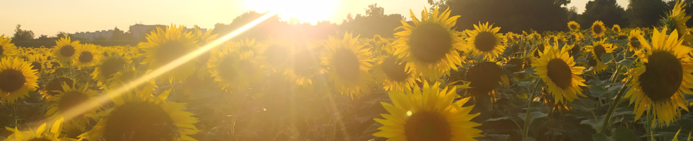 Banner profilu