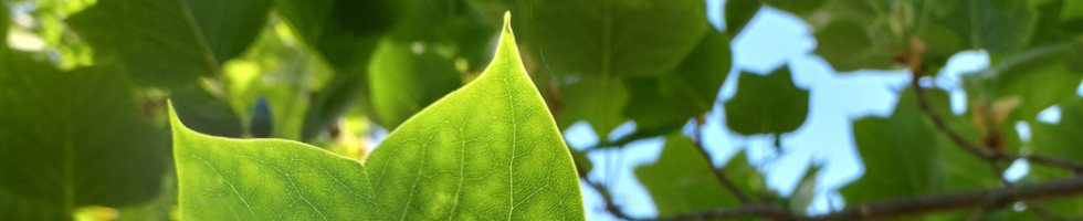 Banner profilu