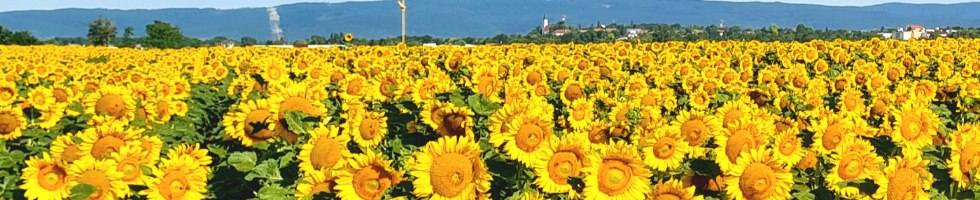 Banner profilu