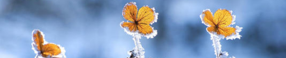 Banner profilu