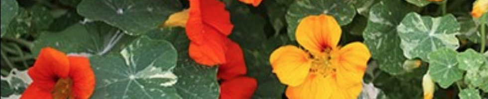 Banner profilu