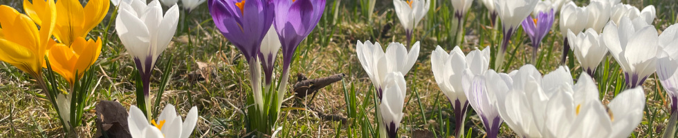 Banner profilu