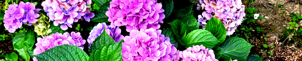 Banner profilu