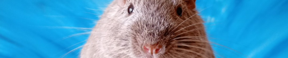 Banner profilu