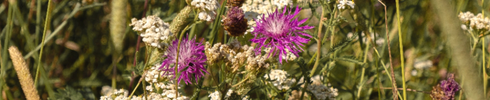 Banner profilu
