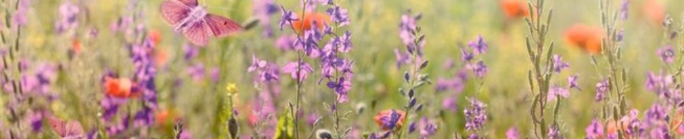 Banner profilu