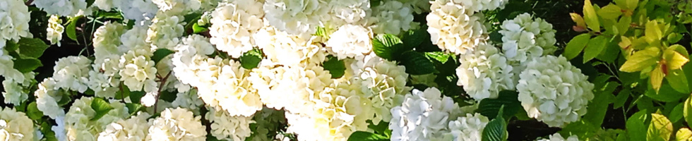 Banner profilu