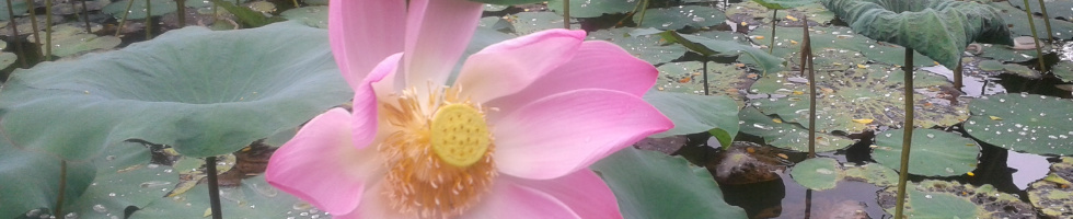 Banner profilu