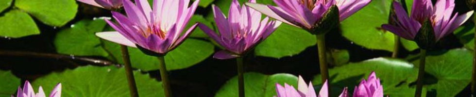 Banner profilu