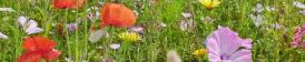 Banner profilu