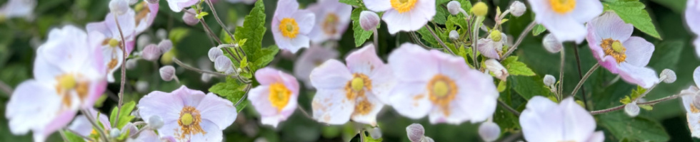 Banner profilu
