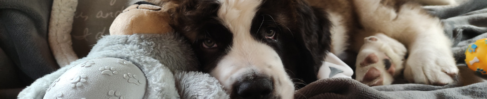 Banner profilu