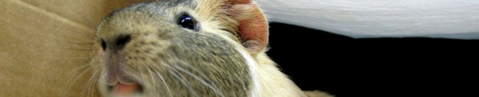 Banner profilu