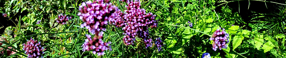 Banner profilu