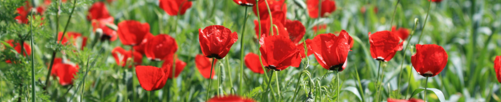 Banner profilu