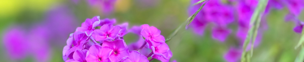 Banner profilu