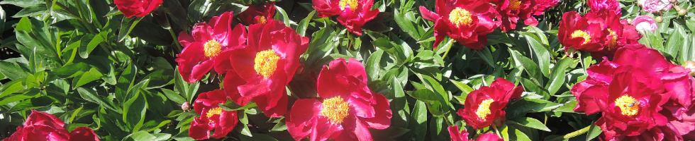 Banner profilu