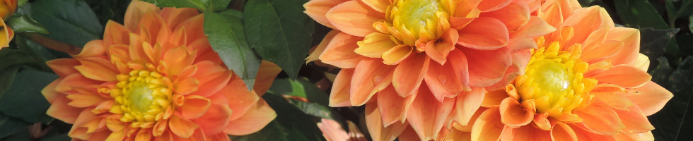 Banner profilu